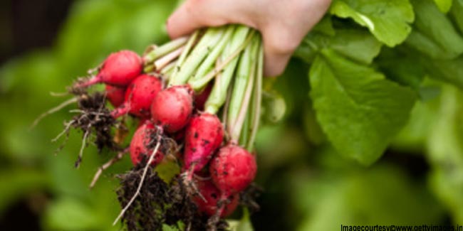 Can Pregnant Women Eat Root Vegetables?
